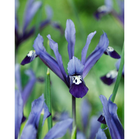 Clairette Dwarf Iris reticulata - 10 bulbs