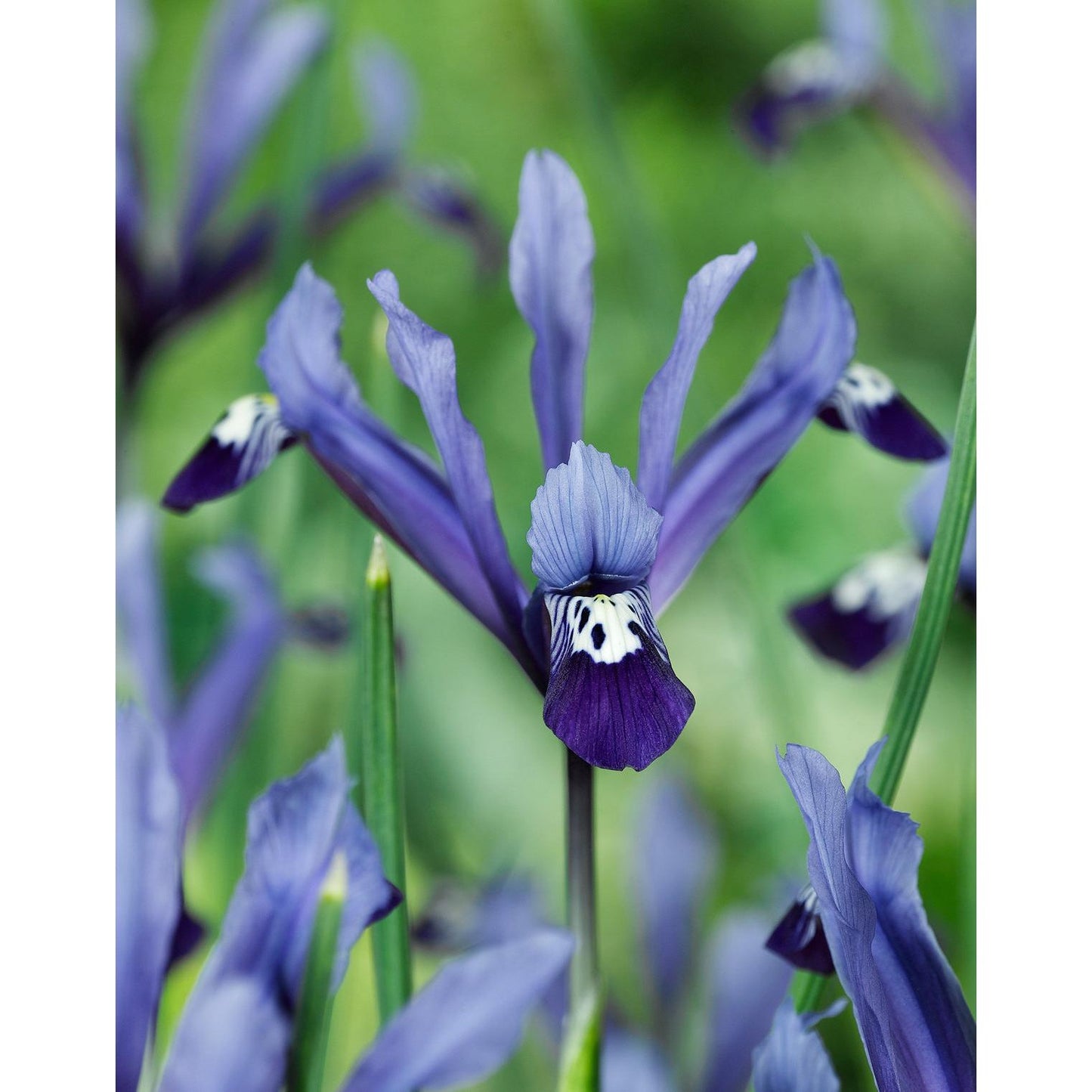 Clairette Dwarf Iris reticulata - 10 bulbs