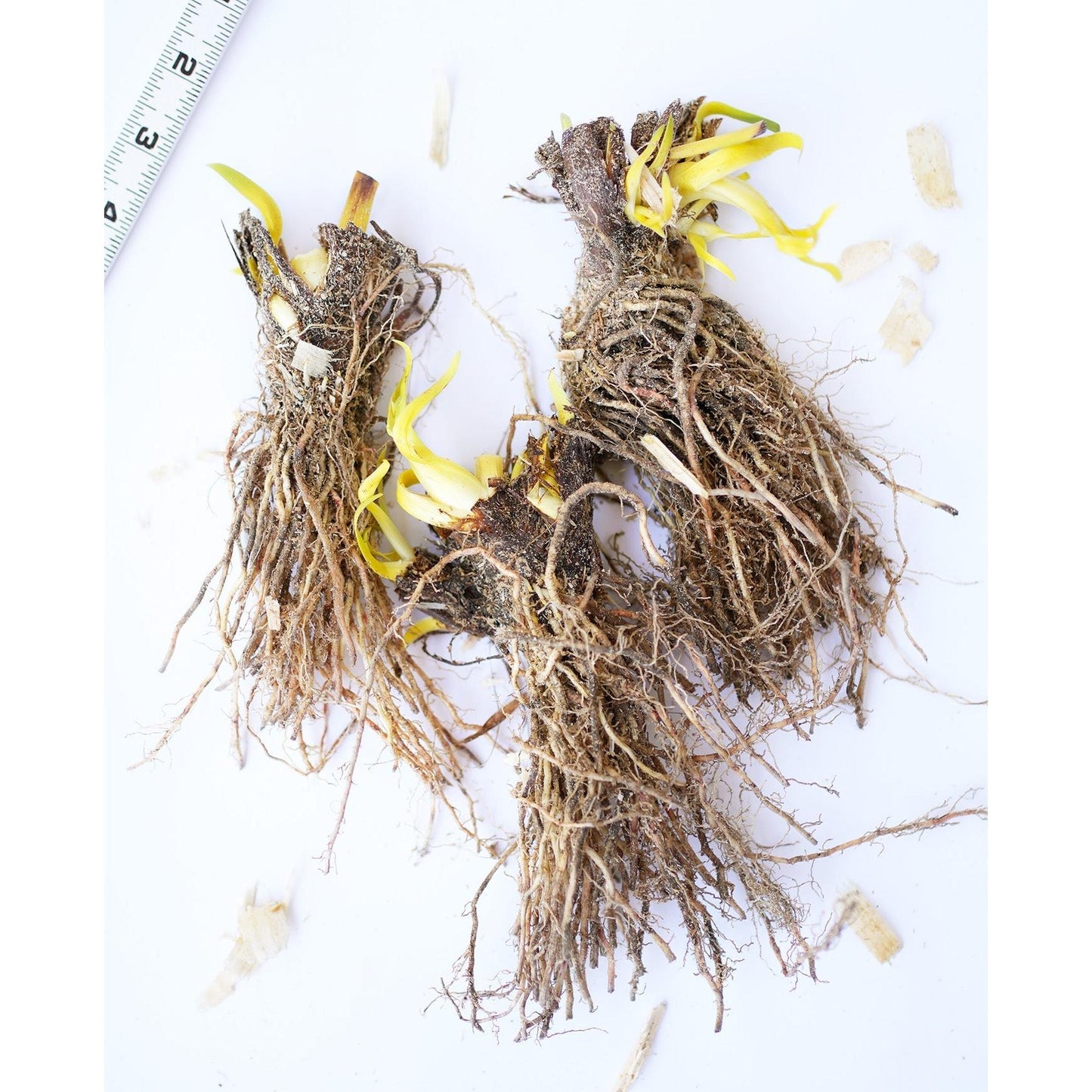 Blue Flag Compact Iris - 3 root divisions