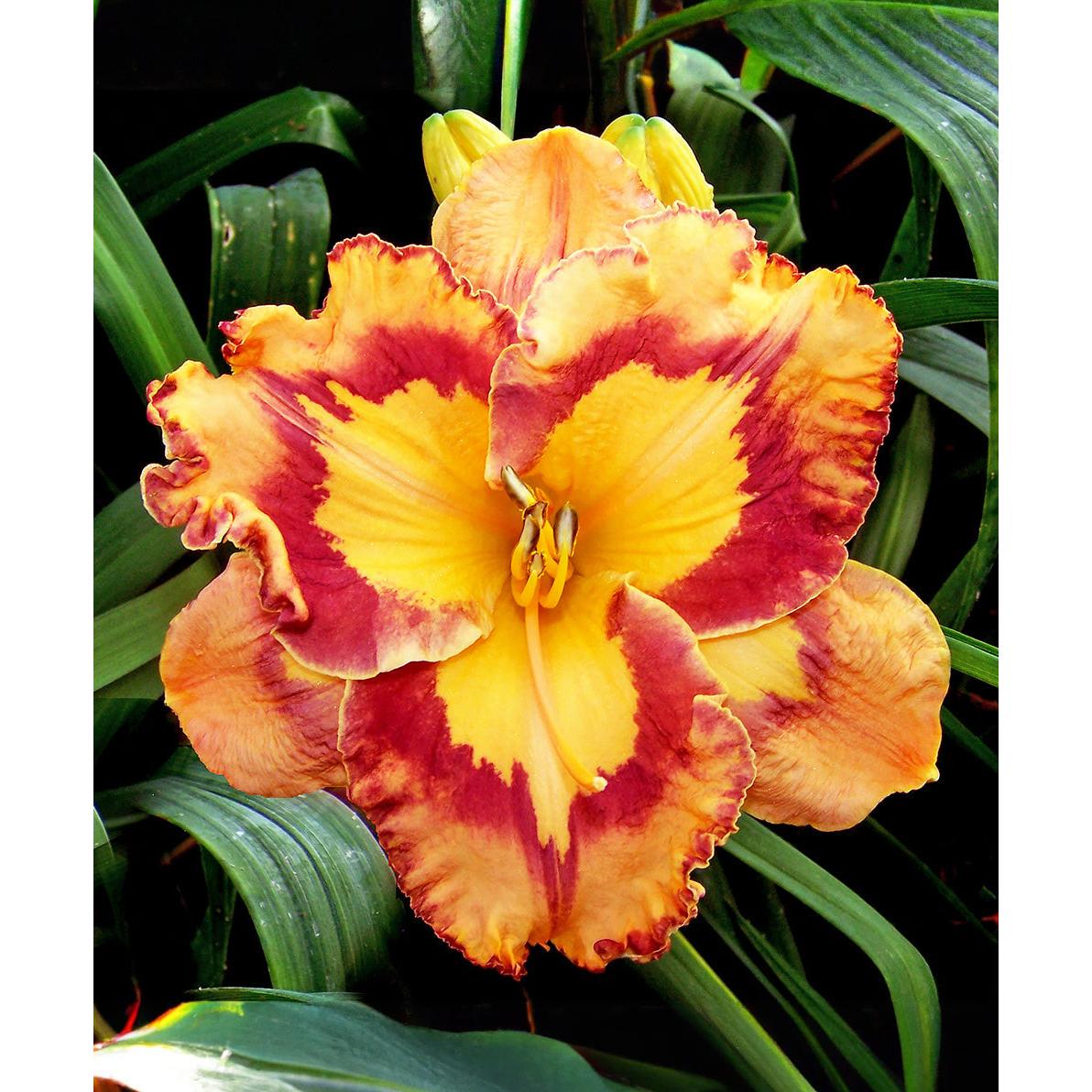 Corona Star Reblooming Daylily - 1 Single Fan Division