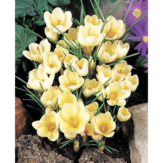 Cream Beauty Species Crocus - 10 bulbs