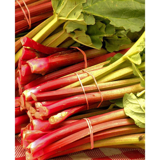 Crimson Red (Cherry) Rhubarb Crowns - 1 root division
