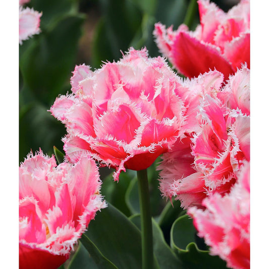 Crispion Love Fringed Tulip - 10 bulbs
