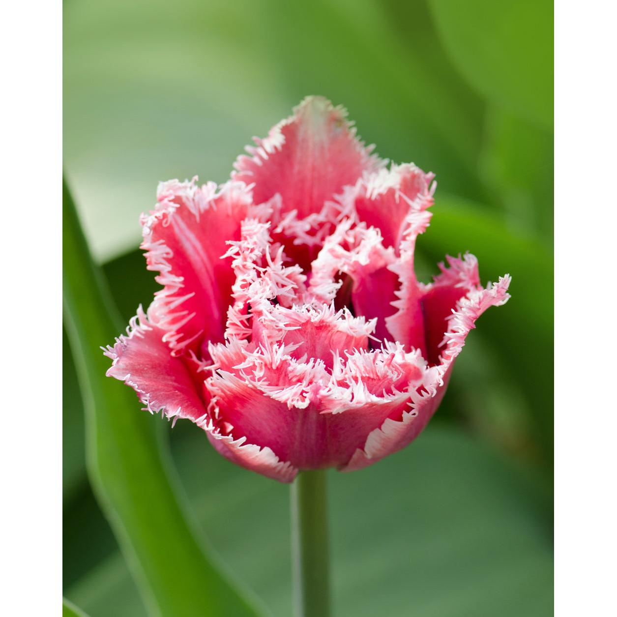 Crispion Love Fringed Tulip - 10 bulbs