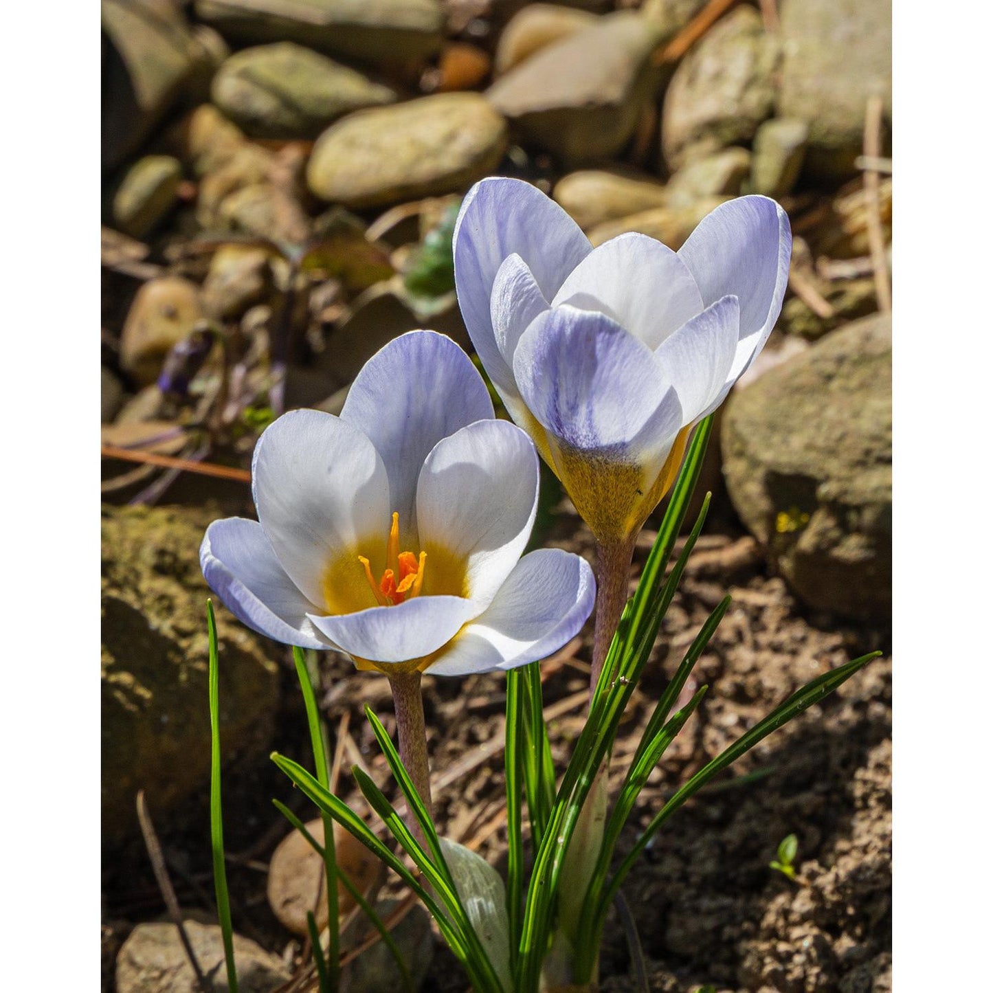 Blue Pearl Species Crocus - 10 bulbs