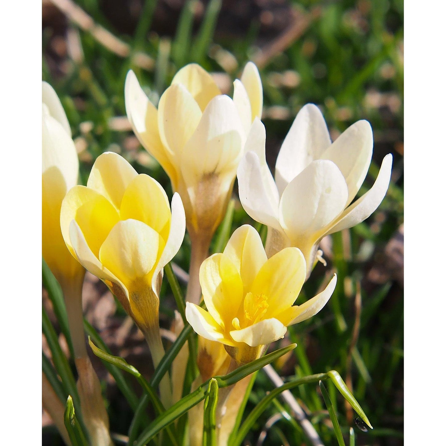 Cream Beauty Species Crocus - 10 bulbs