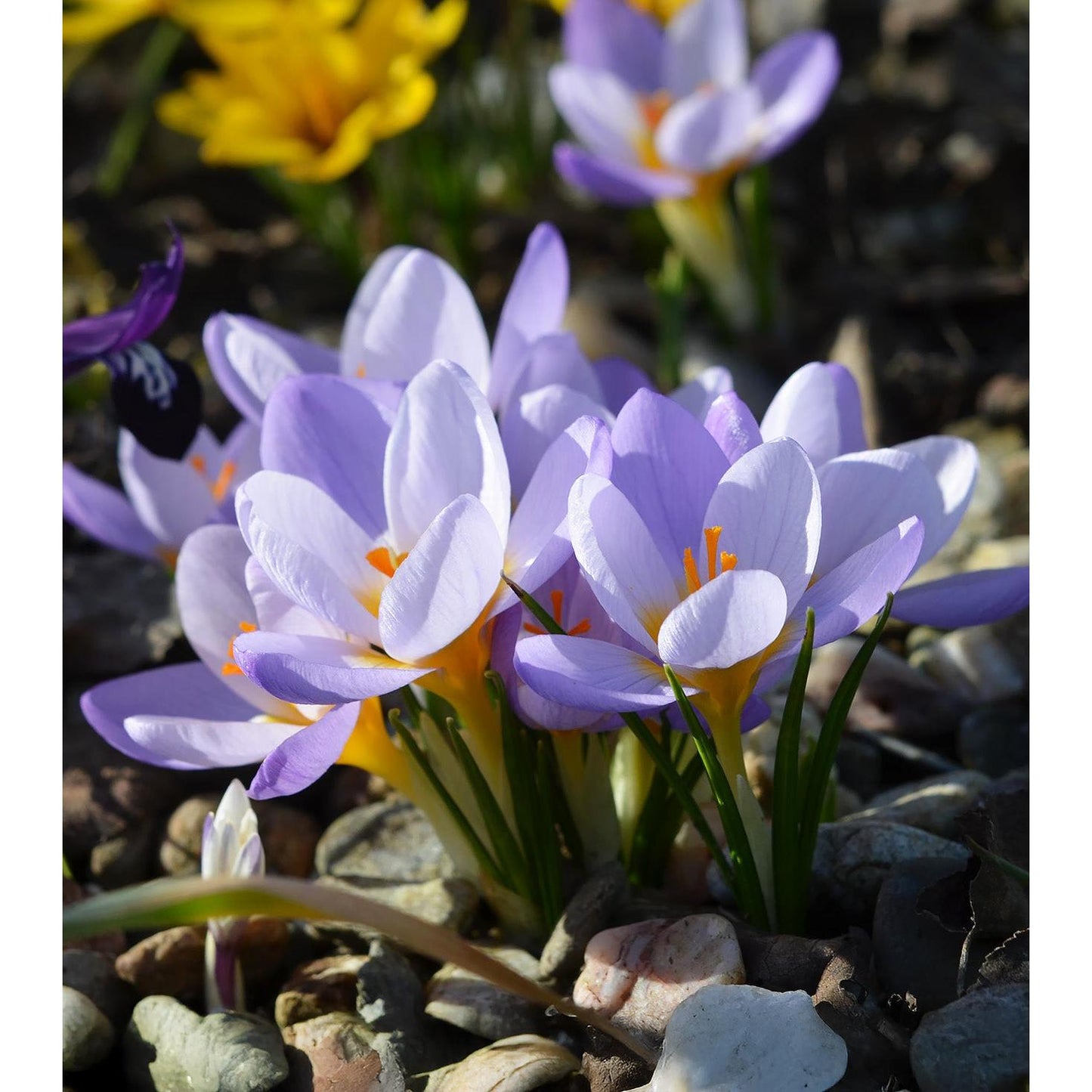 Firefly Species Crocus - 10 bulbs