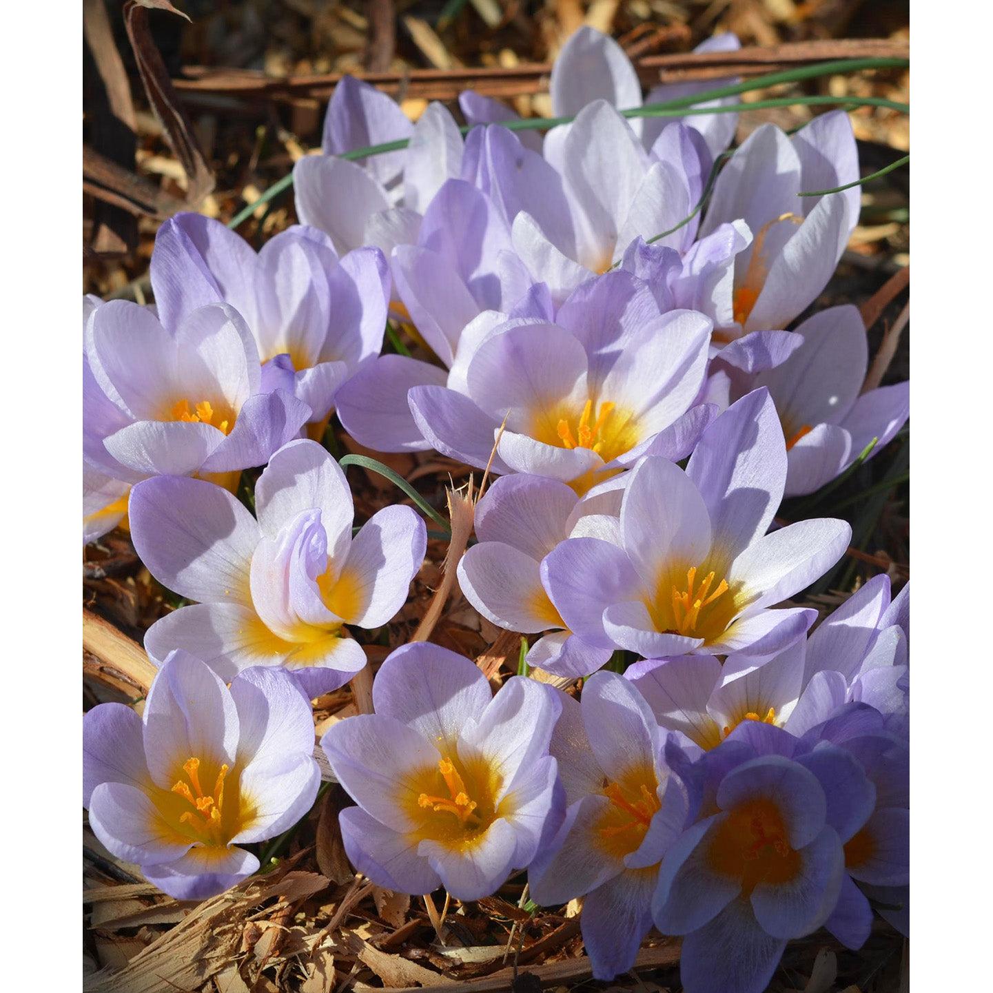 Firefly Species Crocus - 10 bulbs