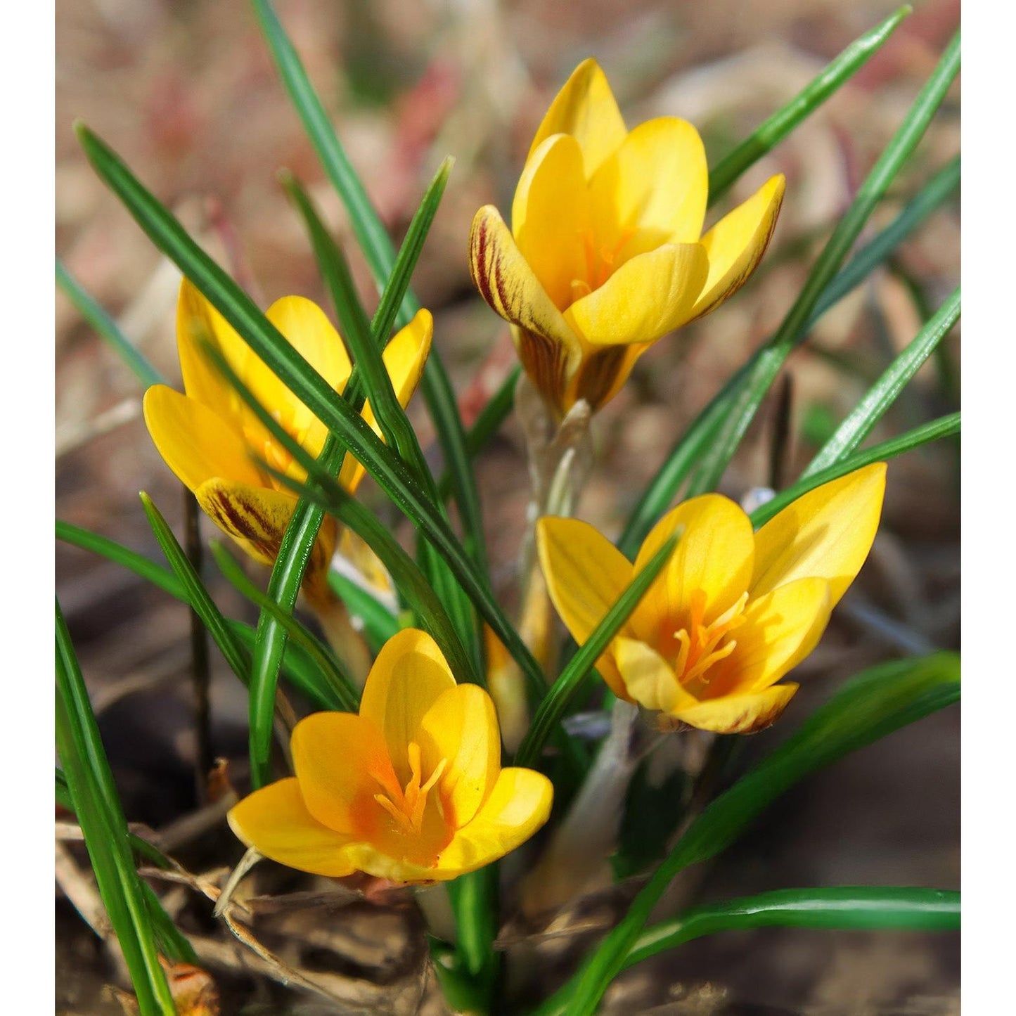 Goldilocks Species Crocus - 10 bulbs