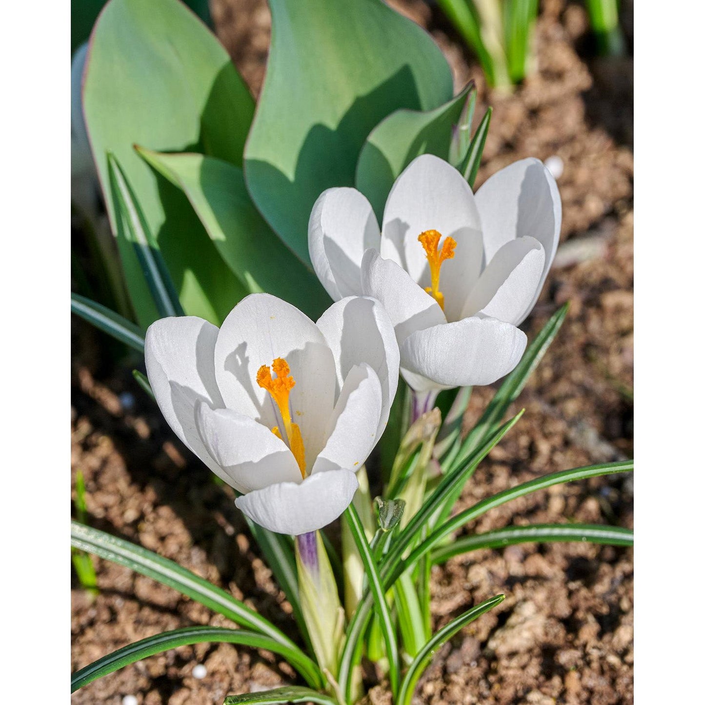 Jeanne d' Arc Large Flowering Crocus - 10 bulbs