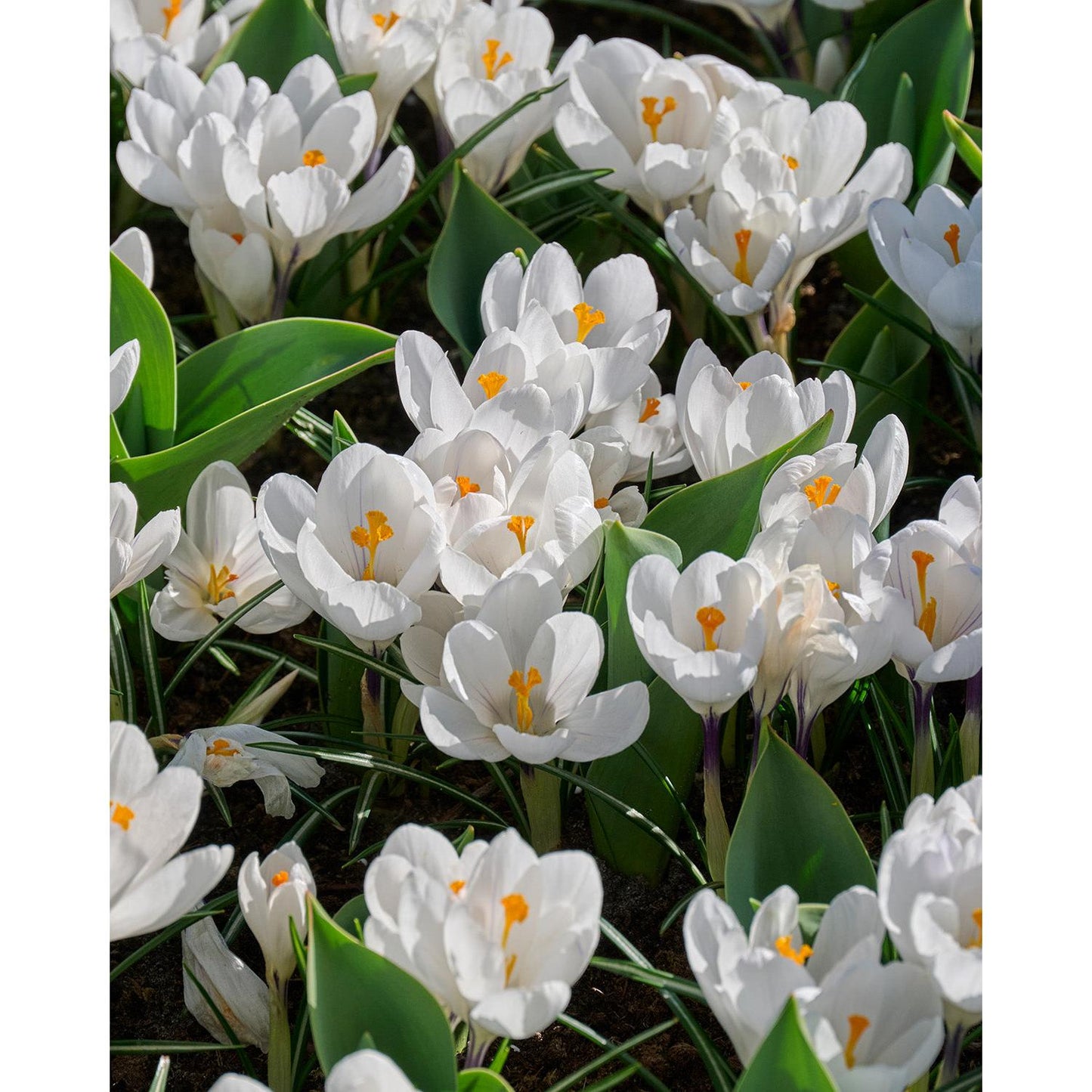 Jeanne d' Arc Large Flowering Crocus - 10 bulbs