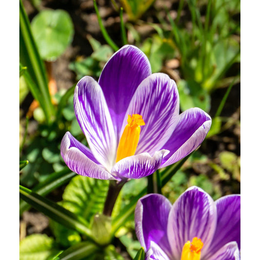 King of the Striped Large Flowering Crocus - 10
