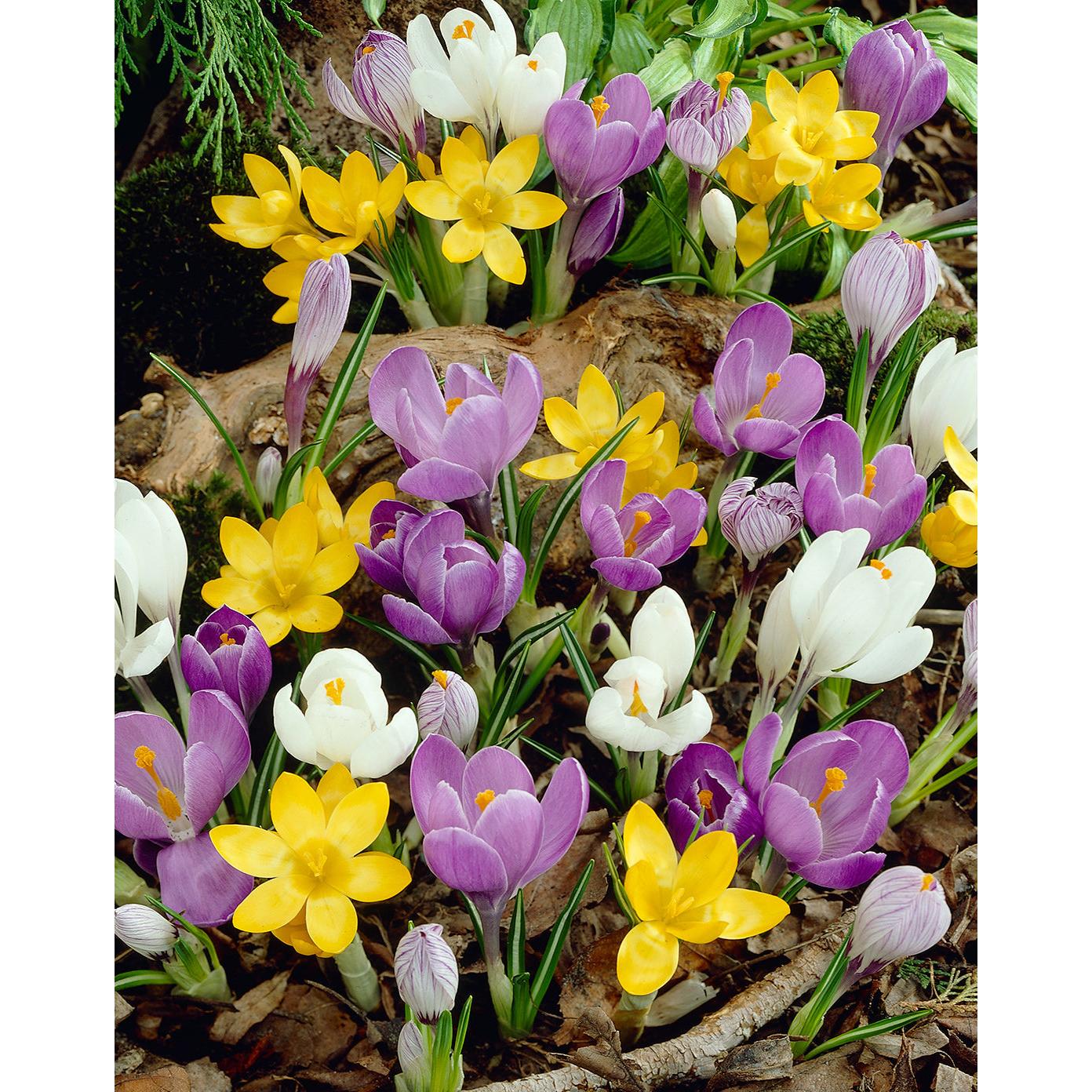 Mixed Species Crocus - 30 bulbs