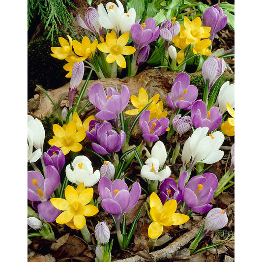 Mixed Species Crocus - 30 bulbs