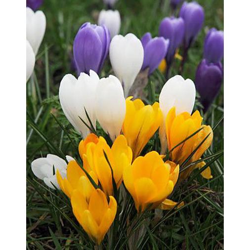 Mixed Crocus - 30 bulbs