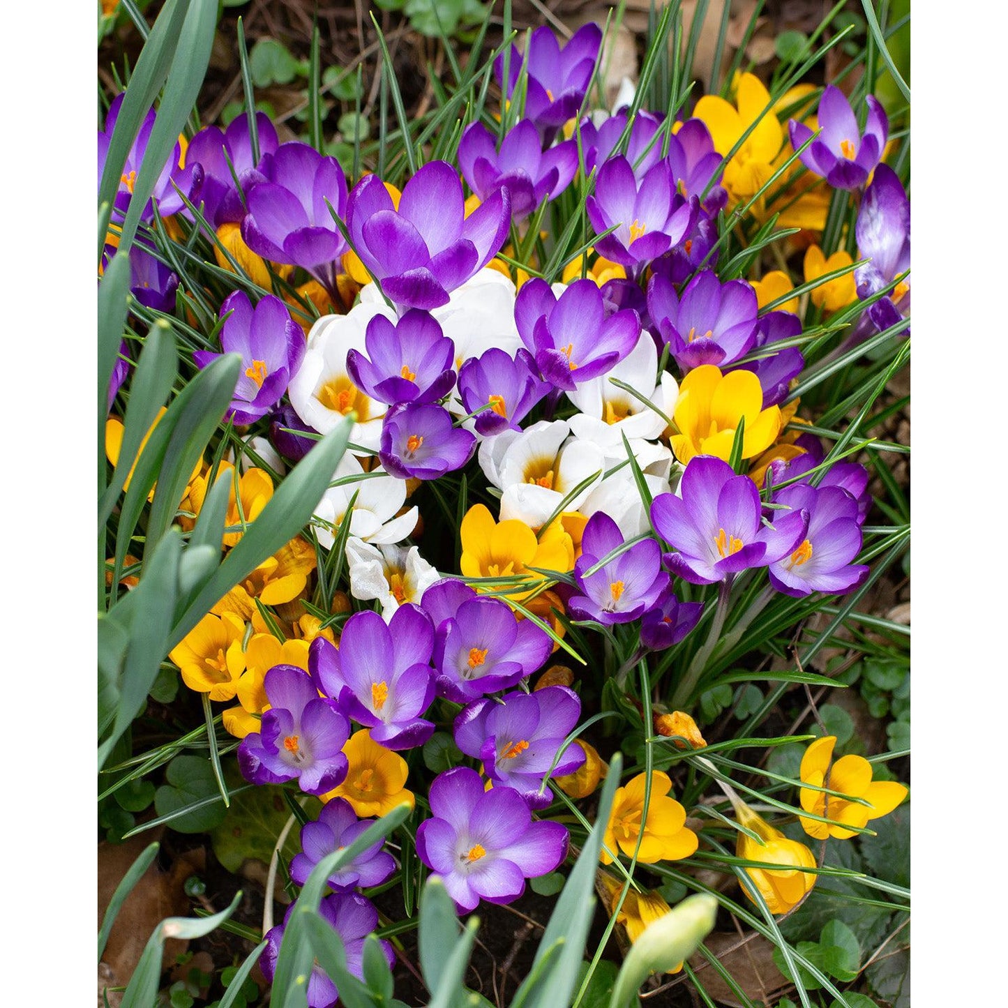 Mixed Crocus - 30 bulbs
