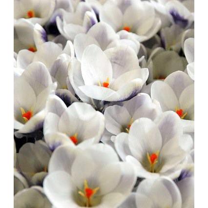 Prins Claus Species Crocus - 10 bulbs