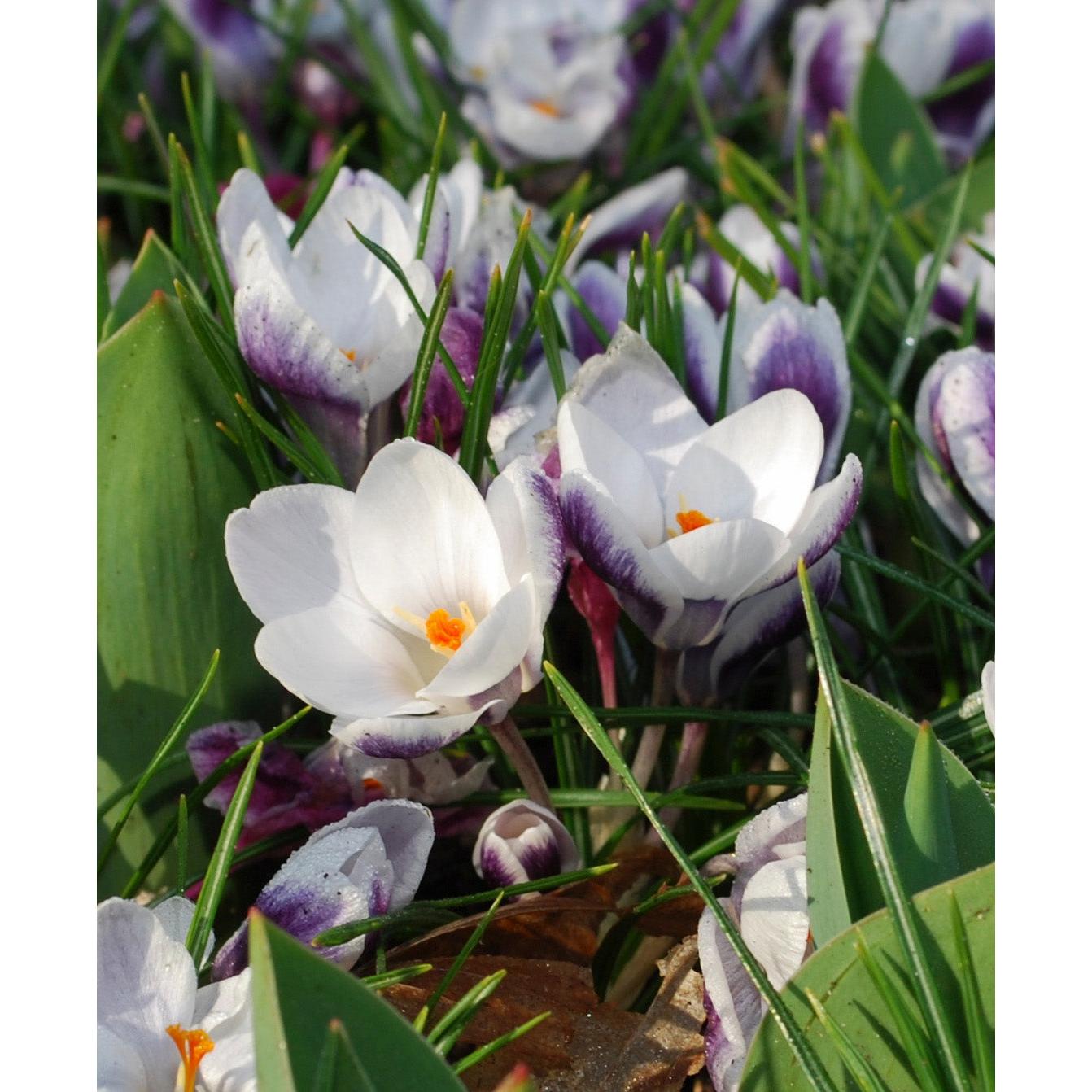 Prins Claus Species Crocus - 10 bulbs