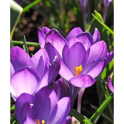 Ruby Giant Species Crocus - 10 bulbs