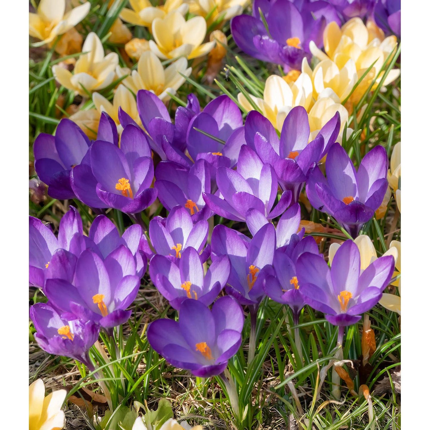 Ruby Giant Species Crocus - 10 bulbs