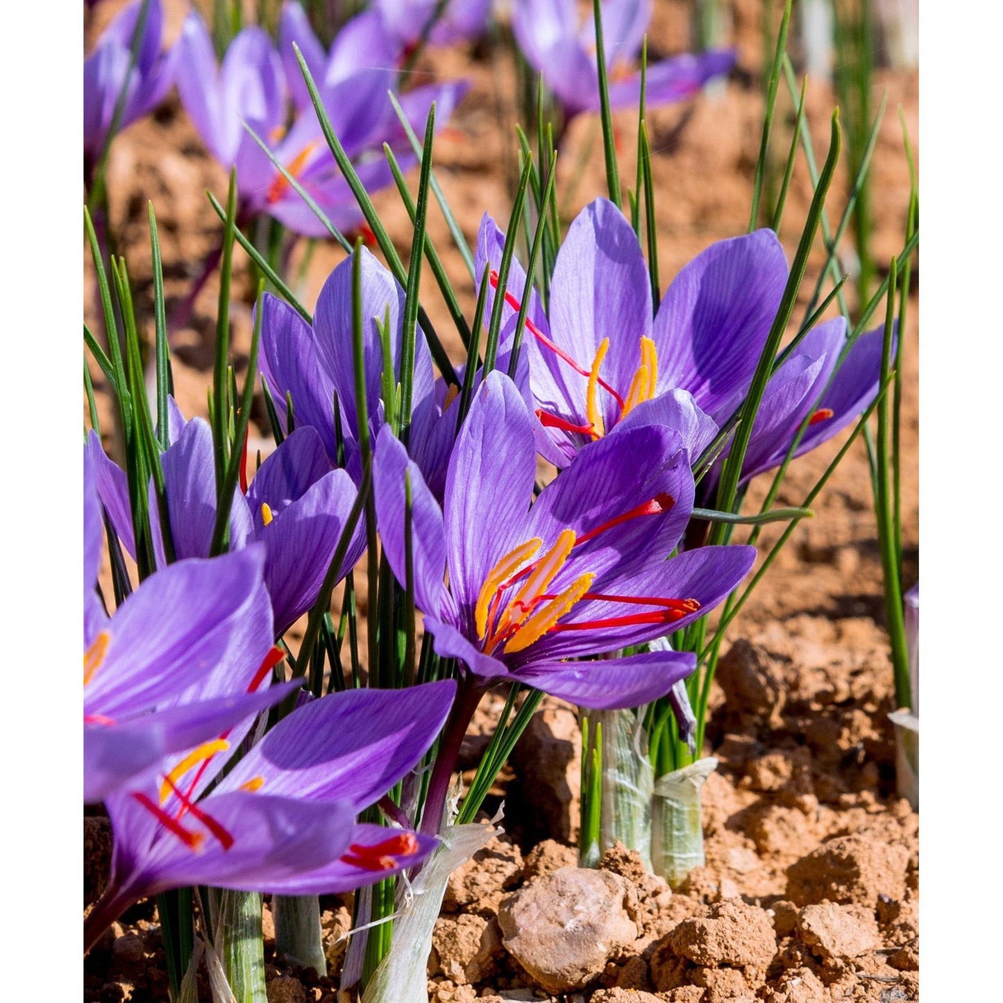 Saffron Fall Blooming Crocus - 10 bulbs