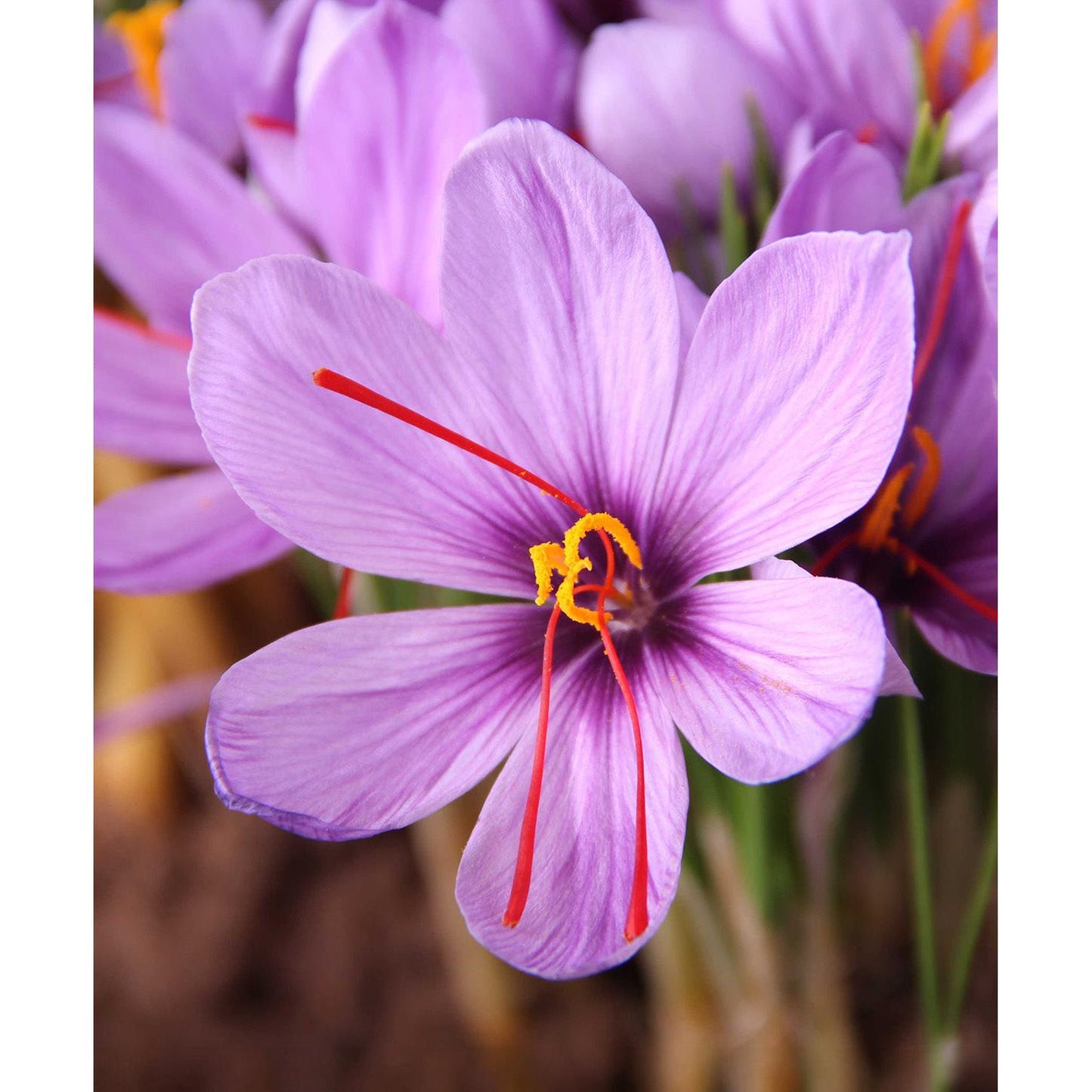 Saffron Fall Blooming Crocus - 10 bulbs