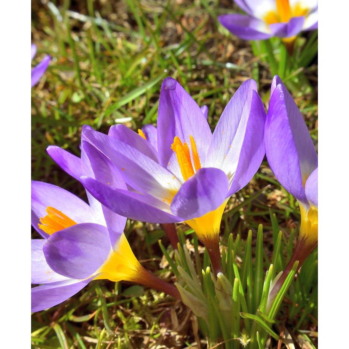 Tri-Color Species Crocus - 10 bulbs