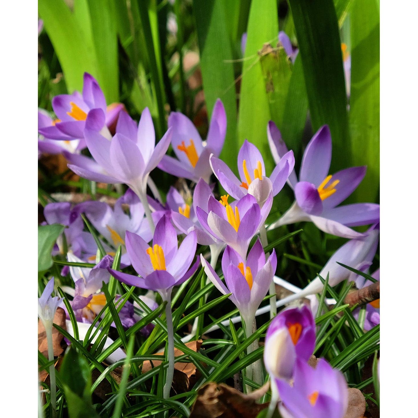 Whitewell Purple Species Crocus - 10 bulbs