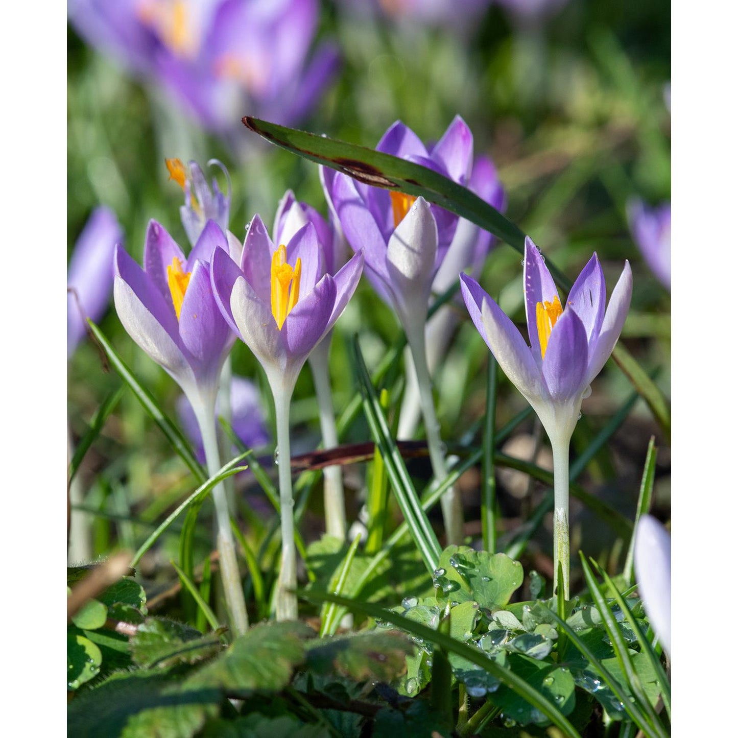 Whitewell Purple Species Crocus - 10 bulbs