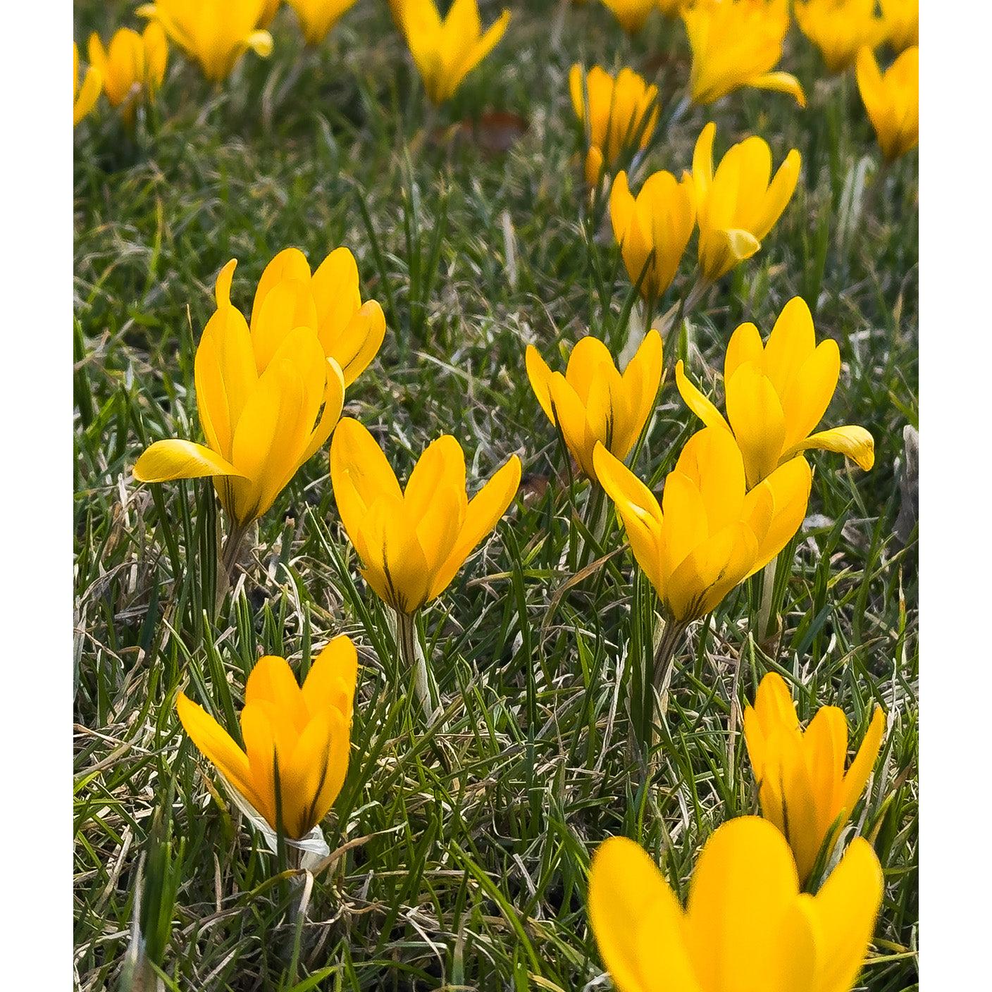 Yellow Mammoth Large Flowering Crocus - 10 bulbs