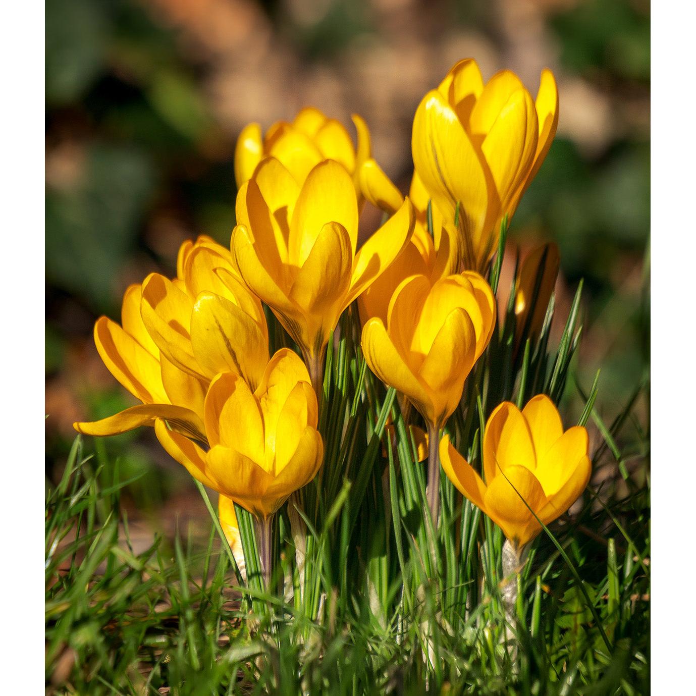 Yellow Mammoth Large Flowering Crocus - 10 bulbs
