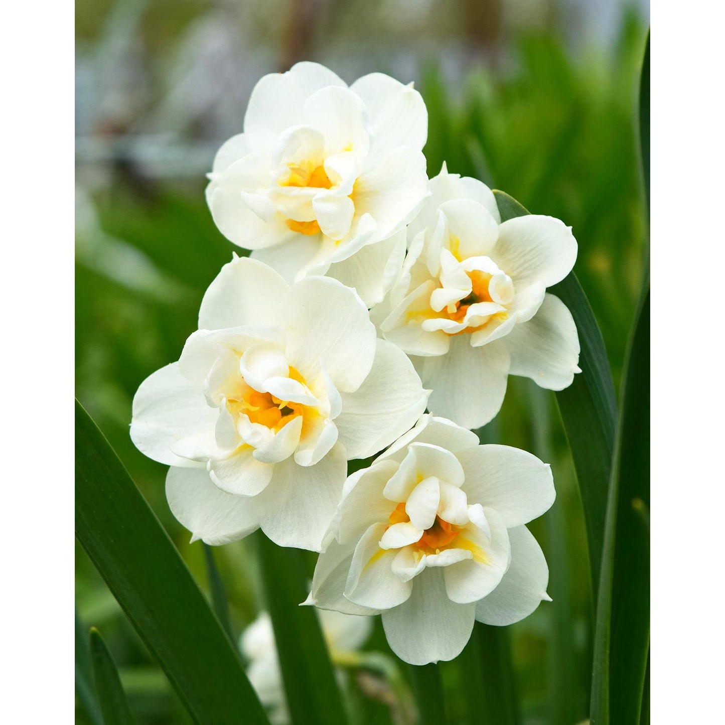 Bridal Crown Double Daffodil - 10 bulbs