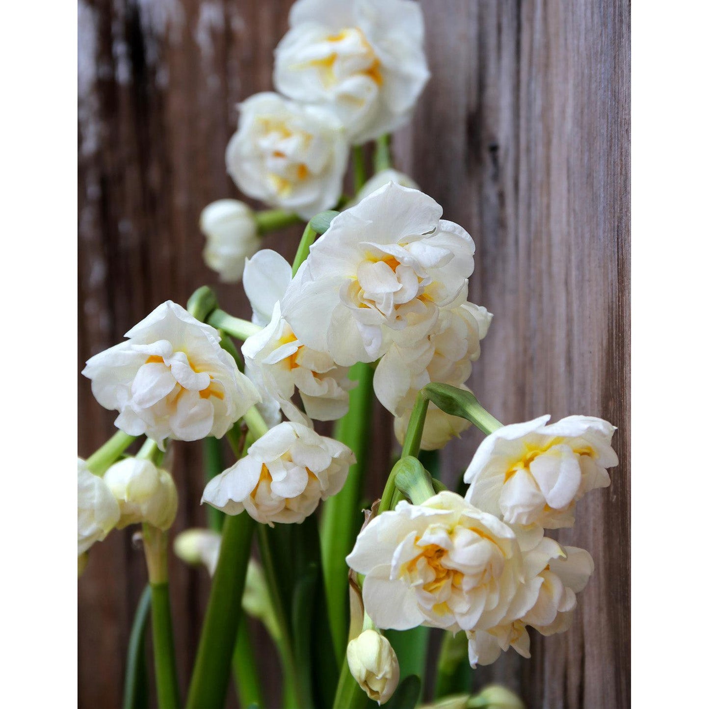 Bridal Crown Double Daffodil - 10 bulbs