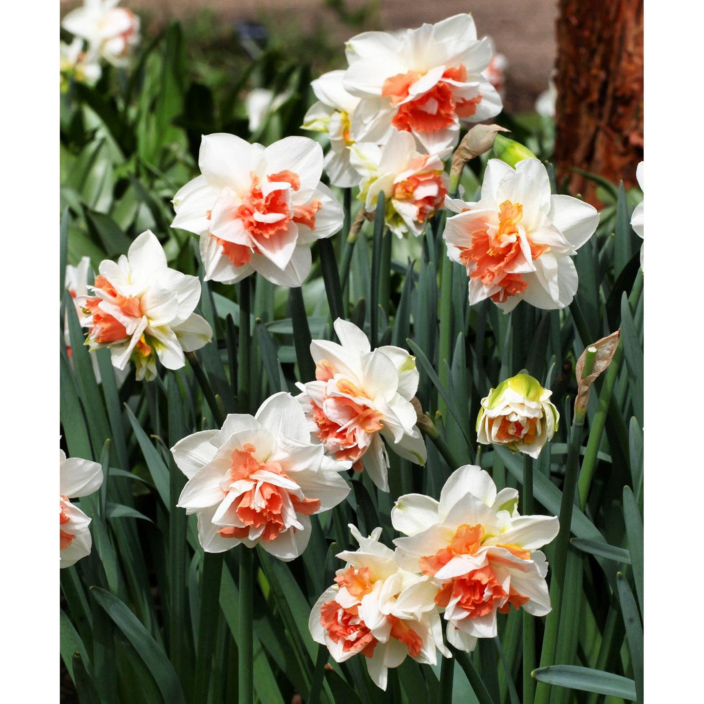 Delnashaugh Double Daffodil - 10 bulbs