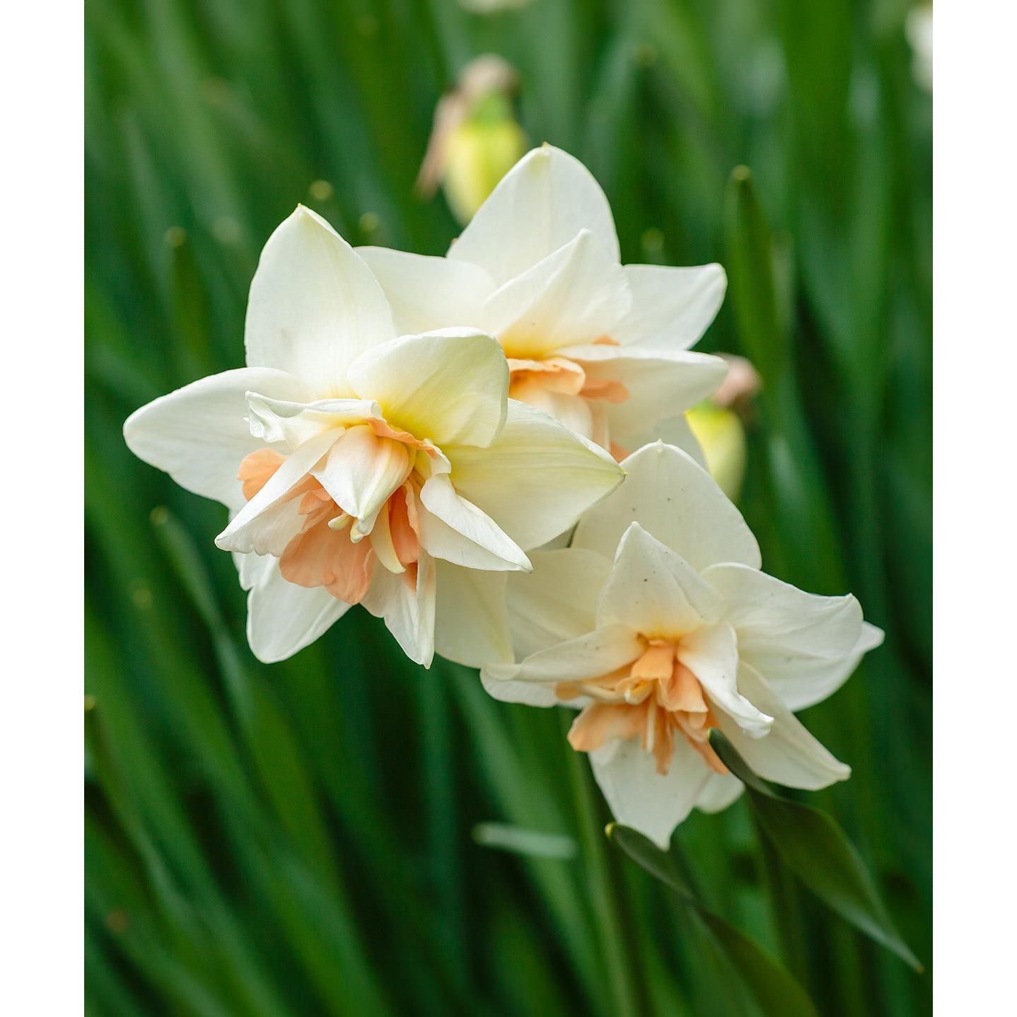 Delnashaugh Double Daffodil - 10 bulbs