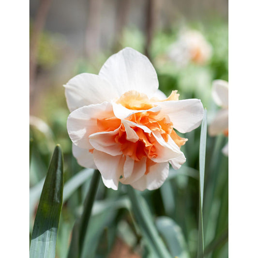 Delnashaugh Double Daffodil - 10 bulbs