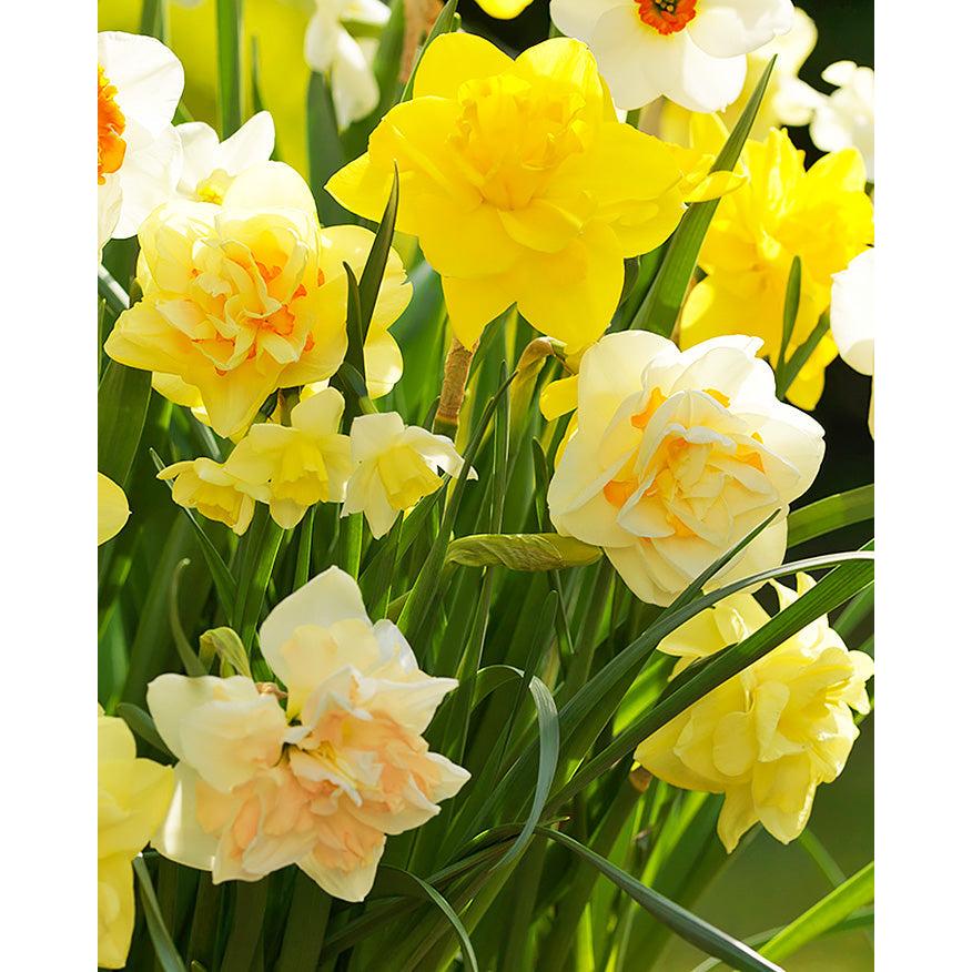 Mixed Double Daffodils - 30 bulbs