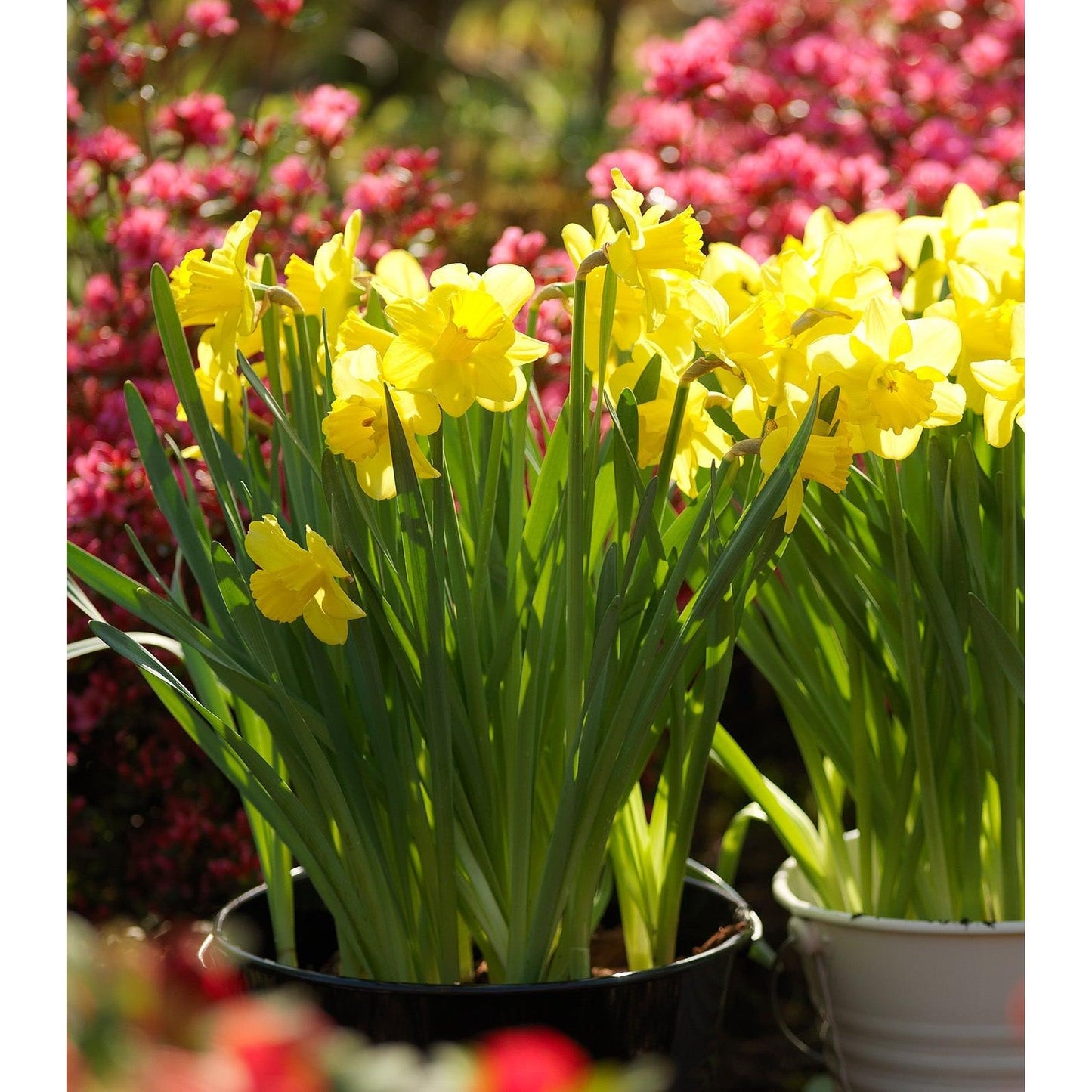 Dutch Master Trumpet Daffodil - 10 bulbs
