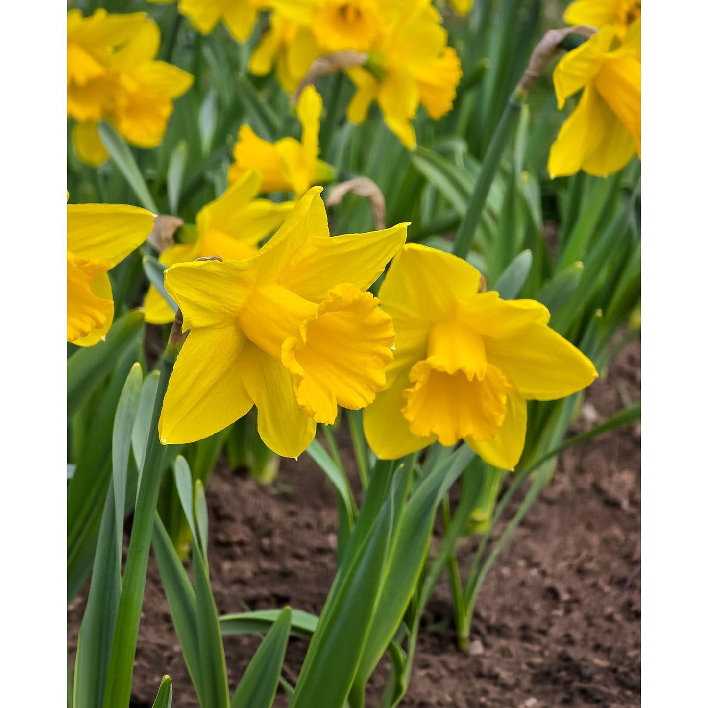 Dutch Master Trumpet Daffodil - 10 bulbs