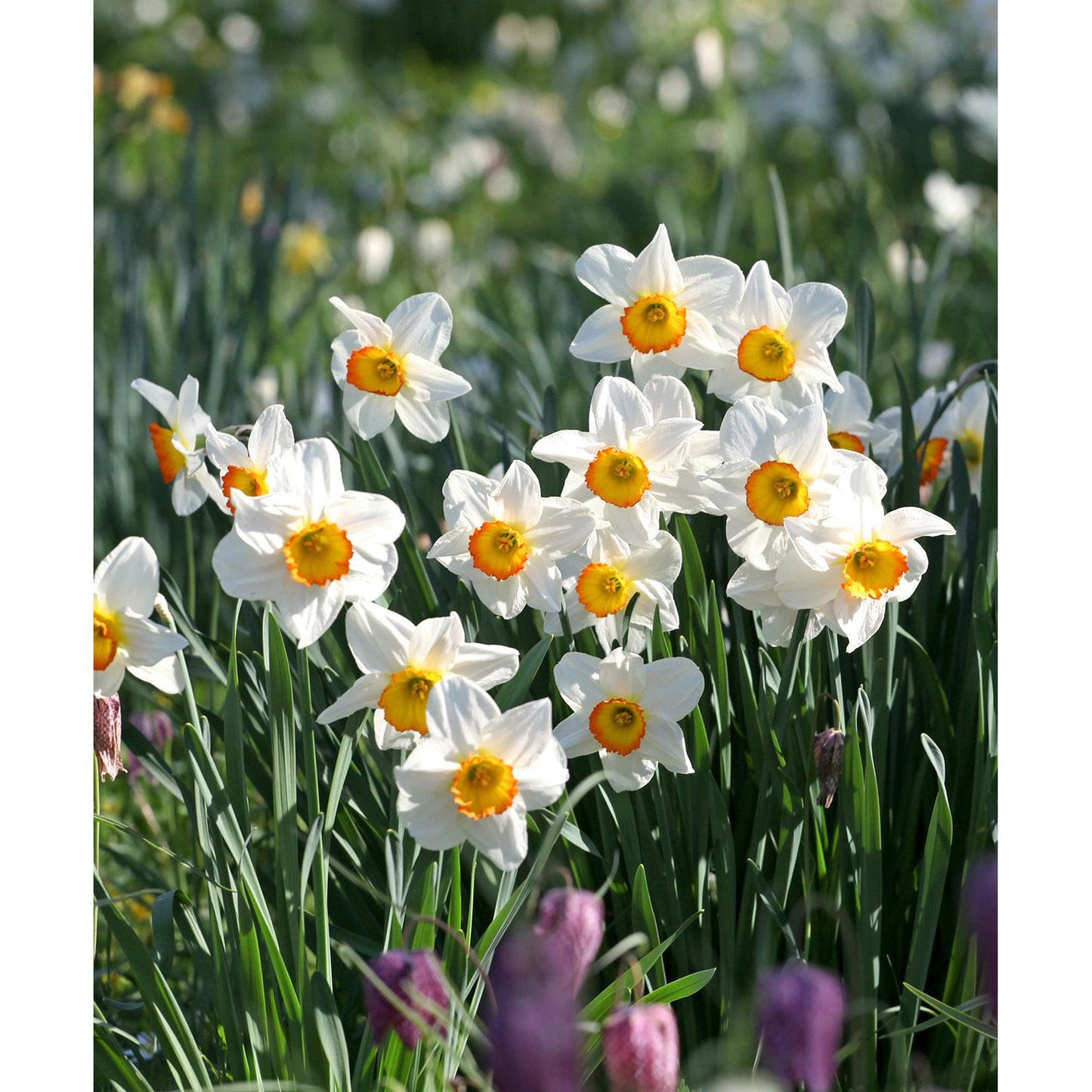 Flower Record Large Cupped Daffodil - 10 bulbs