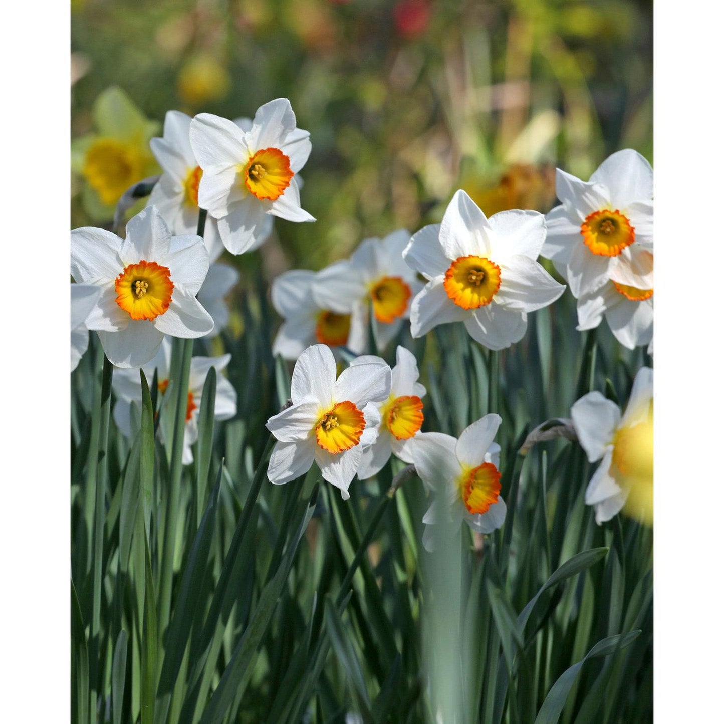 Flower Record Large Cupped Daffodil - 10 bulbs