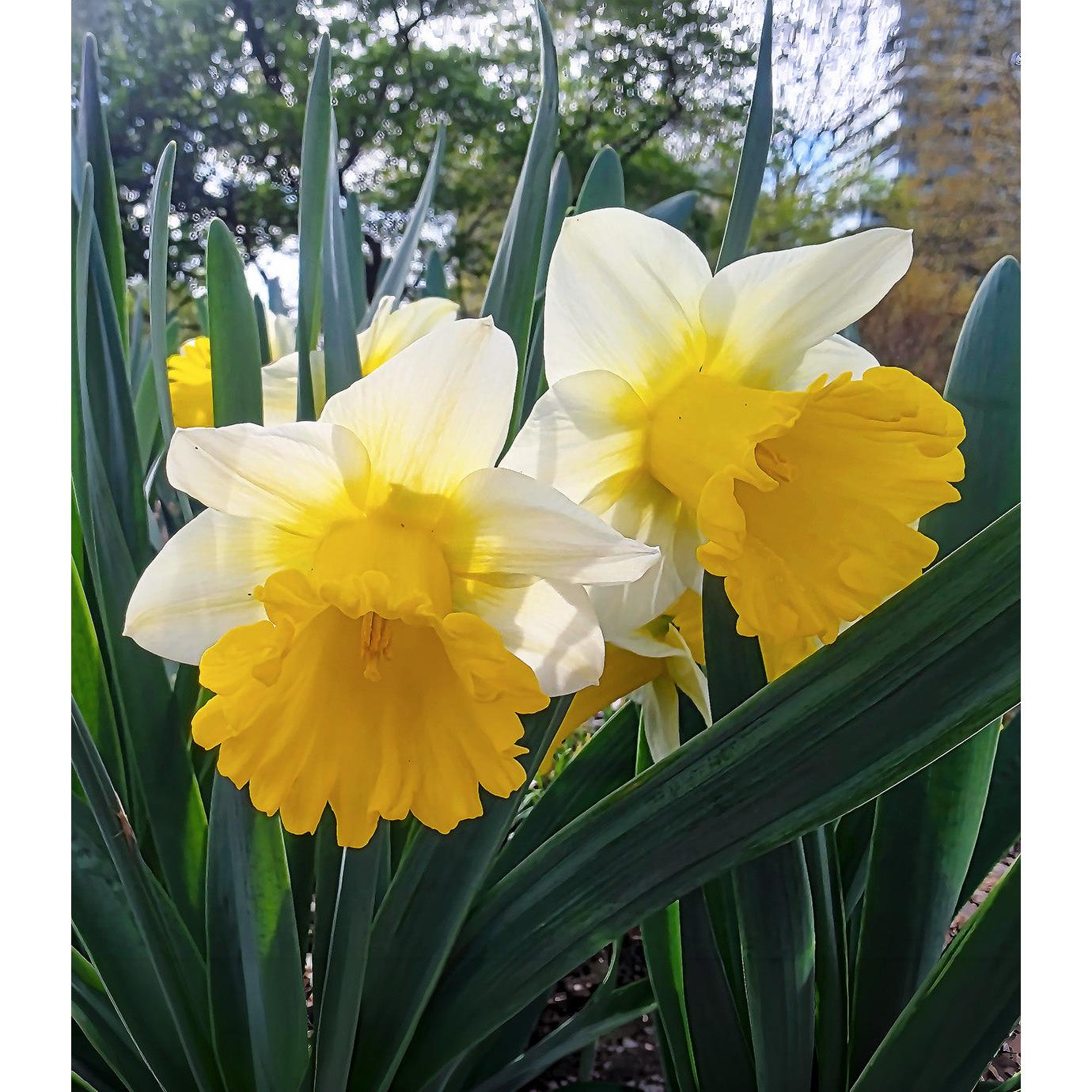 Goblet Trumpet Daffodil - 10 bulbs