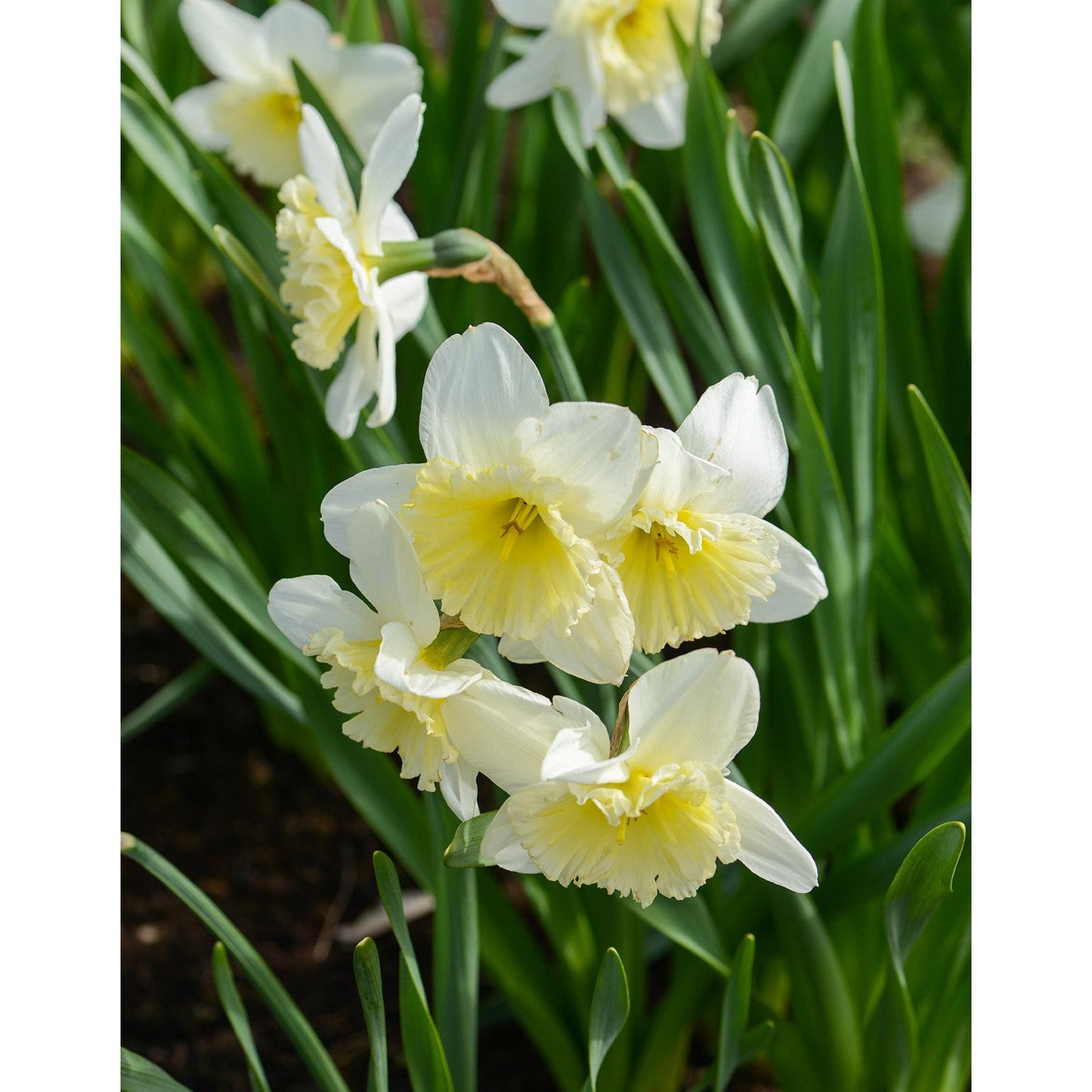 Ice Follies Large Cup Daffodil - 10 bulbs