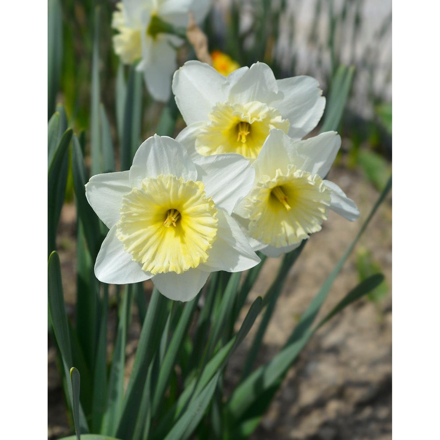 Ice Follies Large Cup Daffodil - 10 bulbs