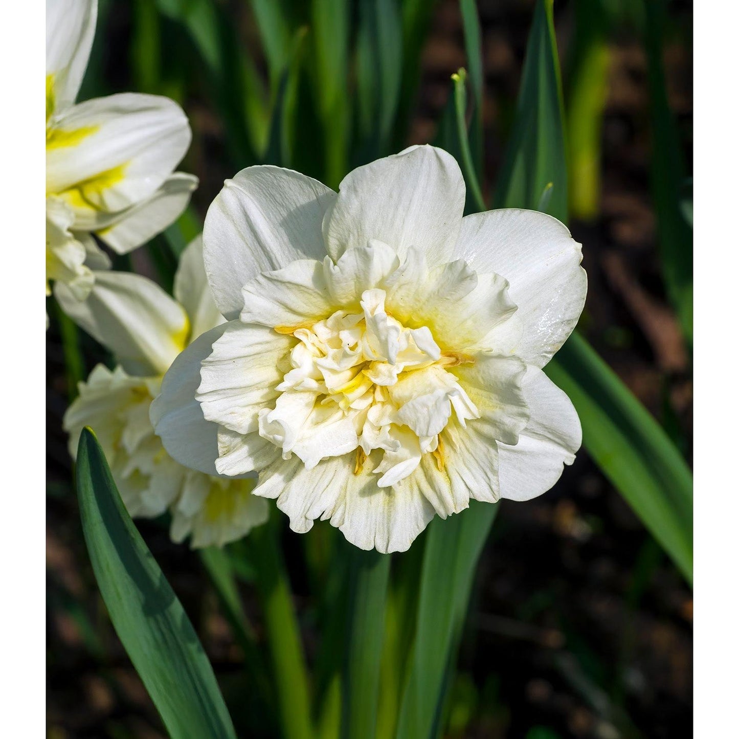 Ice King Double Daffodil - 10 bulbs