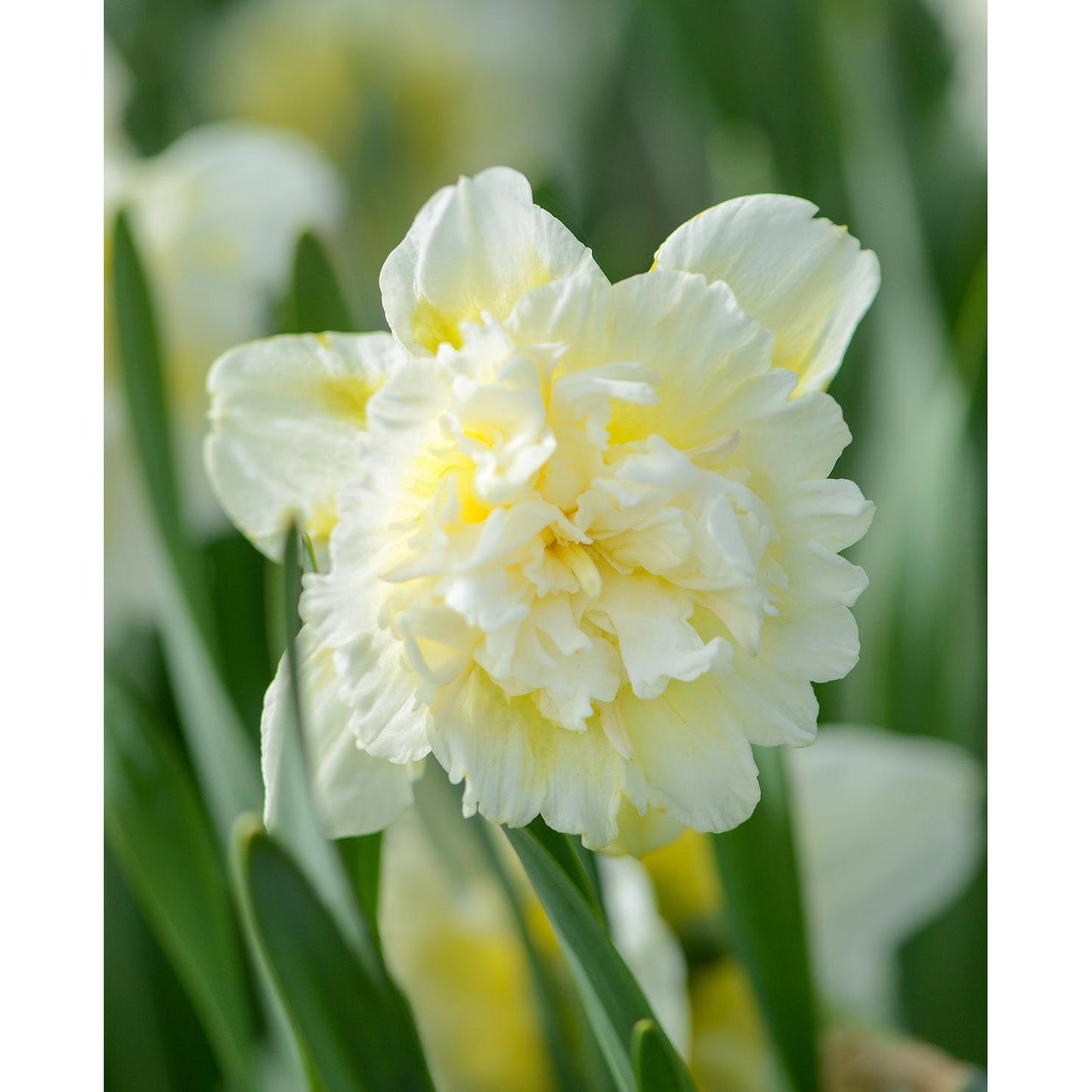 Ice King Double Daffodil - 10 bulbs