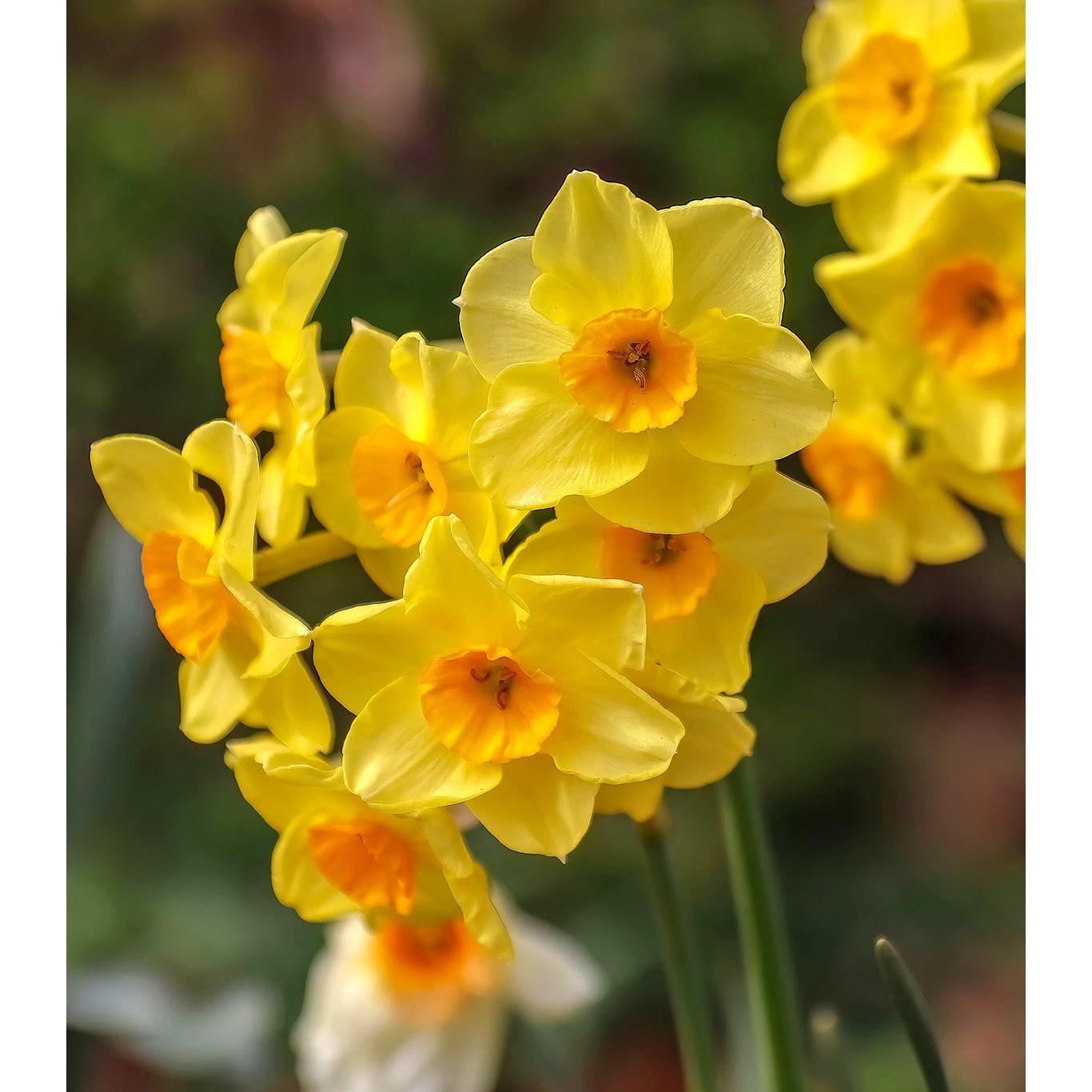 Martinette Jonquilla Daffodil - 10 bulbs