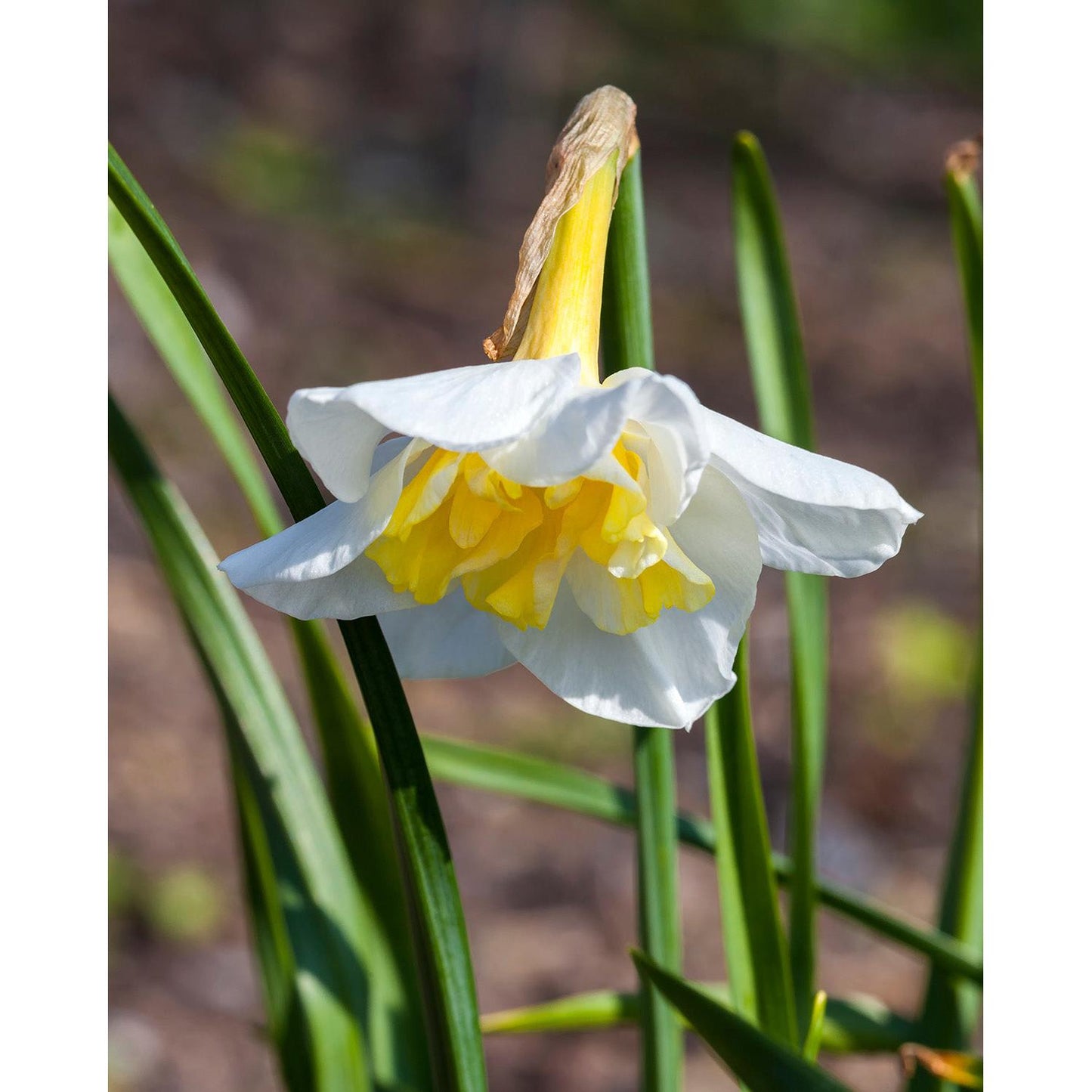 Lemon Beauty Split Corona Daffodil - 10 bulbs