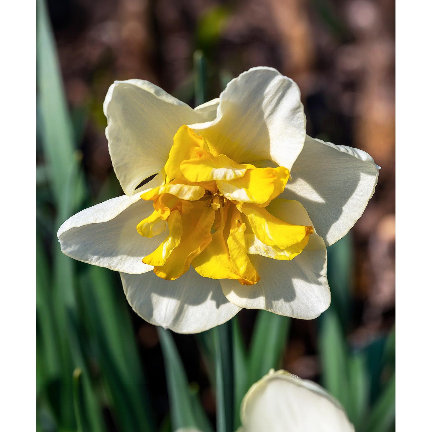 Lemon Beauty Split Corona Daffodil - 10 bulbs