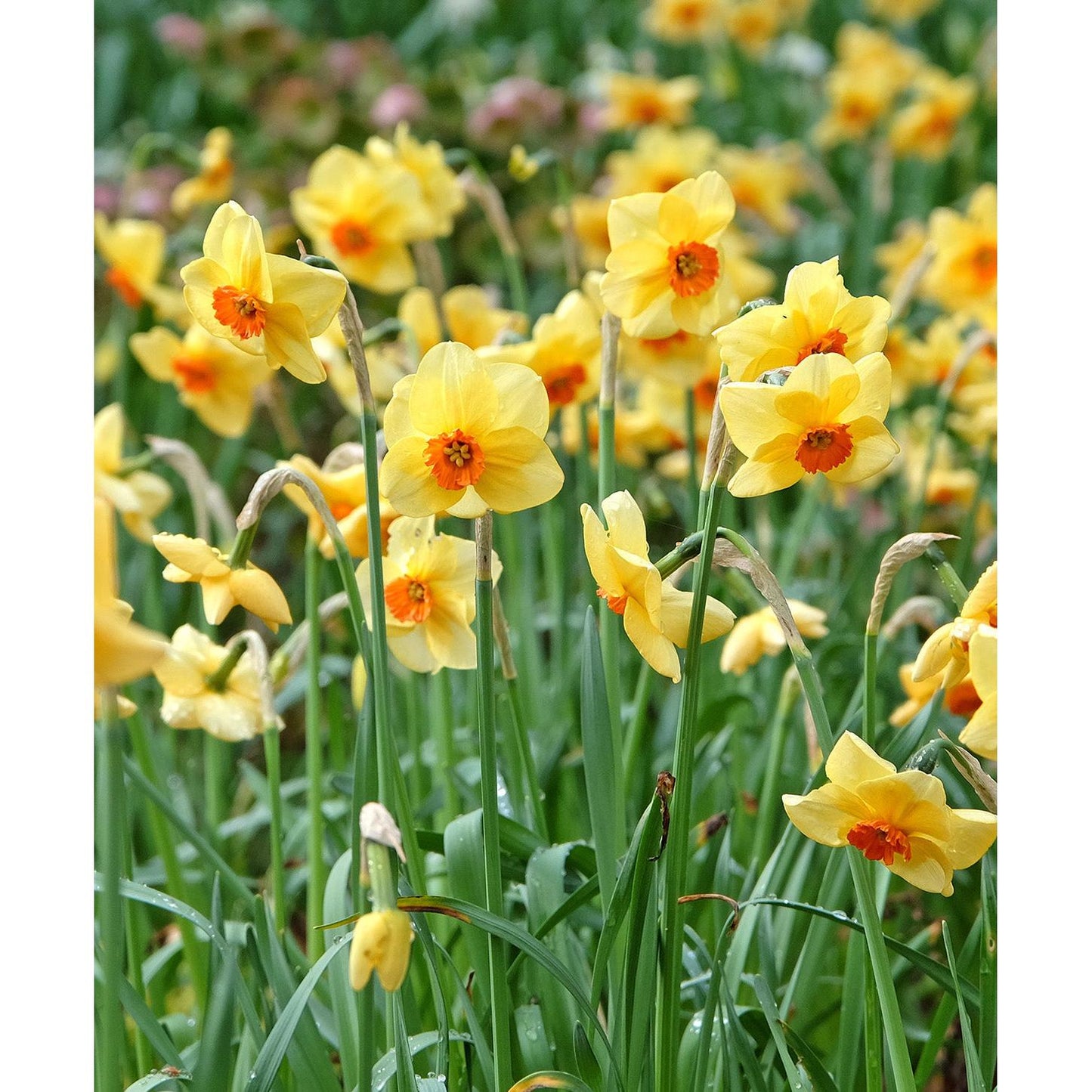 Pipe Major Daffodil - 10 bulbs